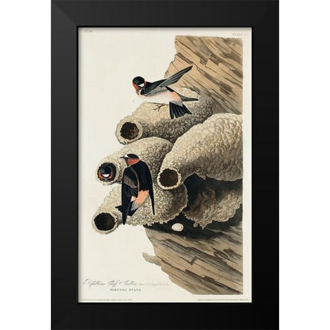 Republican, or Cliff Swallow Black Modern Wood Framed Art Print by Audubon, John James