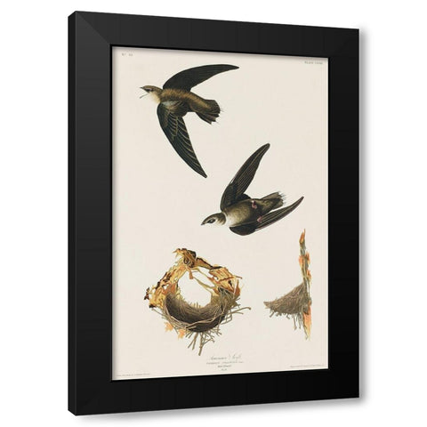 American Swift Black Modern Wood Framed Art Print with Double Matting by Audubon, John James