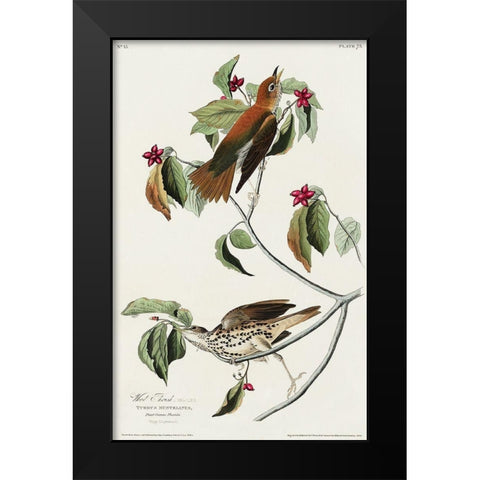 Wood Thrush Black Modern Wood Framed Art Print by Audubon, John James