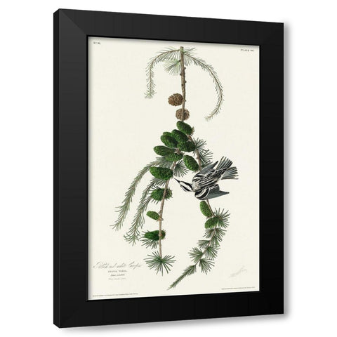 Black and White Creeper Black Modern Wood Framed Art Print with Double Matting by Audubon, John James