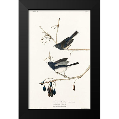 Snow Bird Black Modern Wood Framed Art Print by Audubon, John James