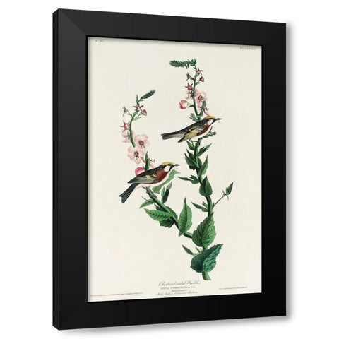 Chestnut-sided Warbler Black Modern Wood Framed Art Print with Double Matting by Audubon, John James