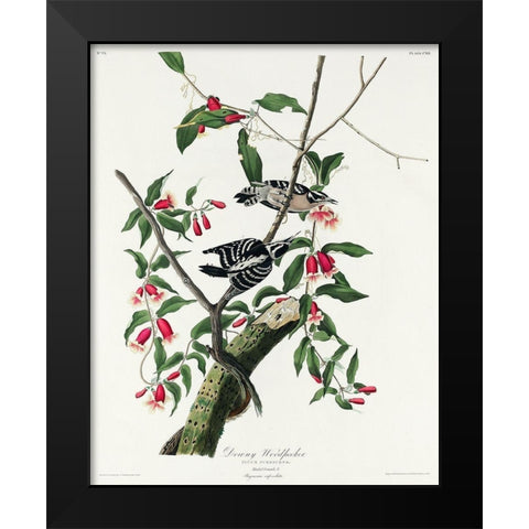Downy Woodpecker Black Modern Wood Framed Art Print by Audubon, John James