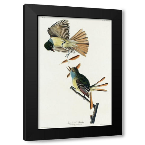 Great Crested Flycatcher Black Modern Wood Framed Art Print with Double Matting by Audubon, John James