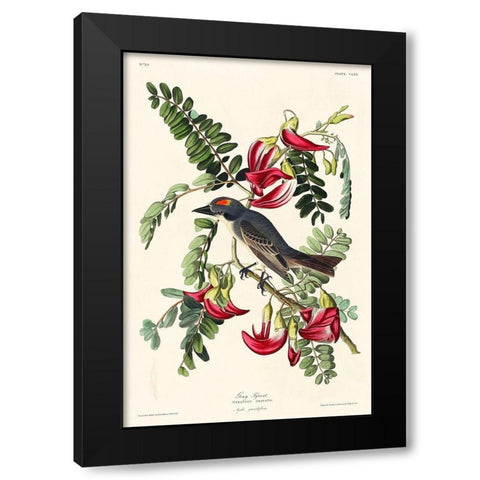 Piping Flycatcher Black Modern Wood Framed Art Print by Audubon, John James