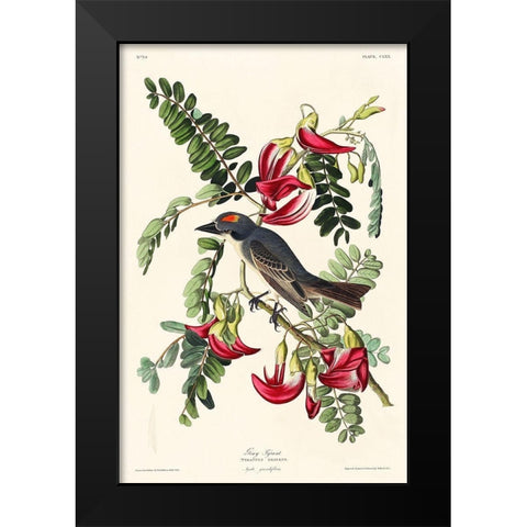 Piping Flycatcher Black Modern Wood Framed Art Print by Audubon, John James