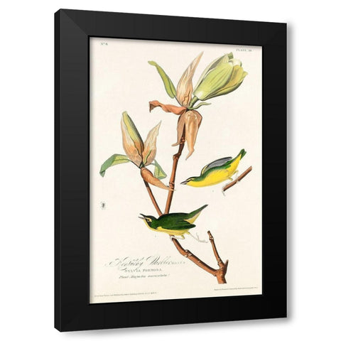 Kentucky Warbler Black Modern Wood Framed Art Print with Double Matting by Audubon, John James