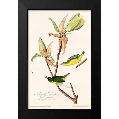 Kentucky Warbler Black Modern Wood Framed Art Print by Audubon, John James