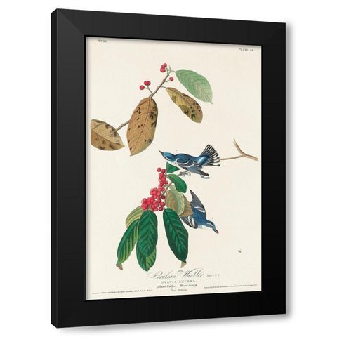 Azure Warbler Black Modern Wood Framed Art Print by Audubon, John James