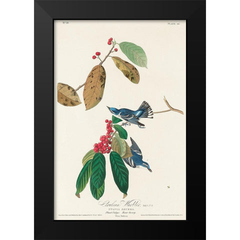 Azure Warbler Black Modern Wood Framed Art Print by Audubon, John James