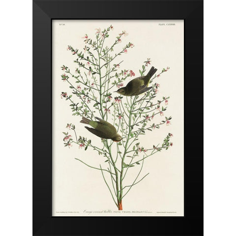 Orange-crowned Warbler Black Modern Wood Framed Art Print by Audubon, John James