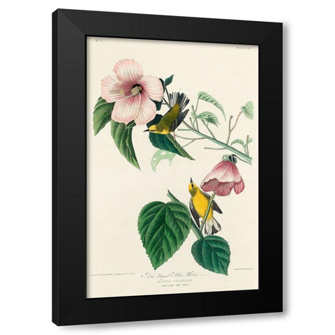 Blue-winged Yellow Warbler Black Modern Wood Framed Art Print with Double Matting by Audubon, John James