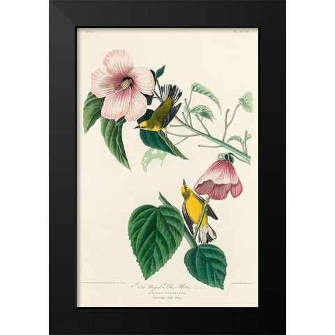 Blue-winged Yellow Warbler Black Modern Wood Framed Art Print by Audubon, John James