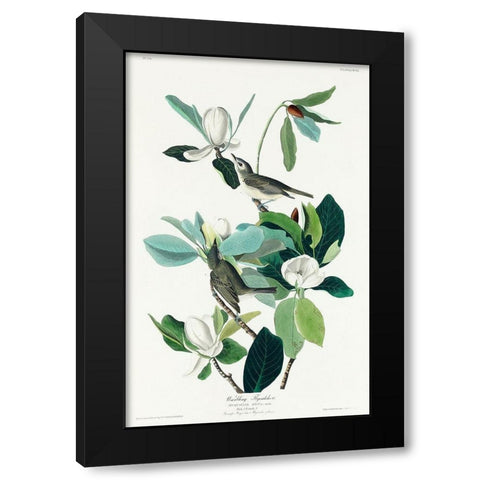 Warbling Flycatcher Black Modern Wood Framed Art Print by Audubon, John James