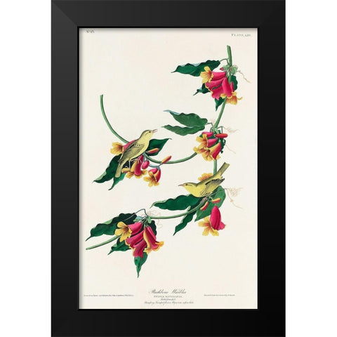 Rathbone Warbler Black Modern Wood Framed Art Print by Audubon, John James