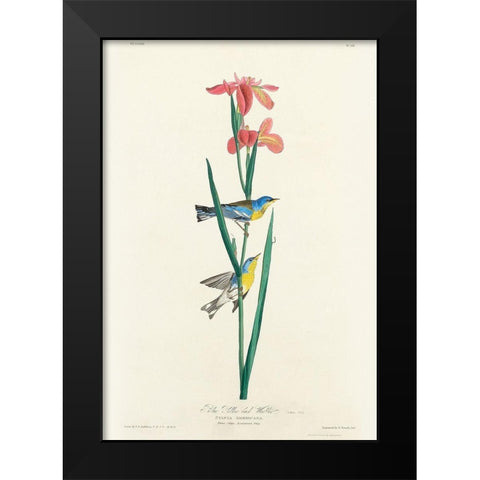 Blue Yellow back Warbler Black Modern Wood Framed Art Print by Audubon, John James
