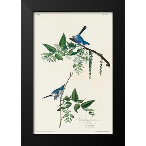 Blue-Grey Fly-catcher Black Modern Wood Framed Art Print by Audubon, John James
