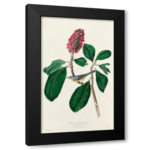 Bonapartes Flycatcher Black Modern Wood Framed Art Print with Double Matting by Audubon, John James