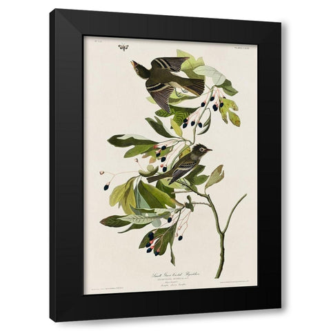 Small Green Crested FlycatcherÂ  Black Modern Wood Framed Art Print with Double Matting by Audubon, John James