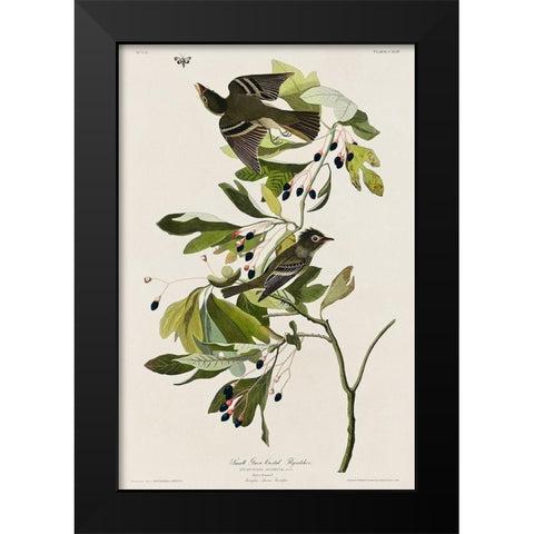 Small Green Crested FlycatcherÂ  Black Modern Wood Framed Art Print by Audubon, John James
