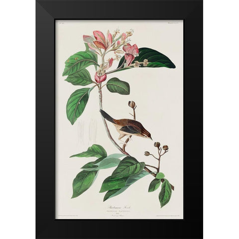 Bachmans Finch Black Modern Wood Framed Art Print by Audubon, John James