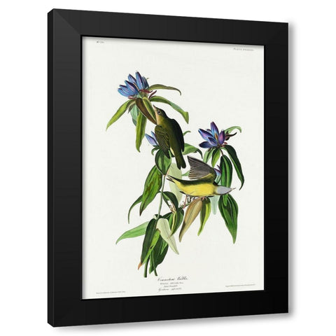 Connecticut Warbler Black Modern Wood Framed Art Print with Double Matting by Audubon, John James