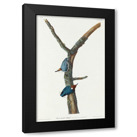 Brown-headed Nuthatch Black Modern Wood Framed Art Print with Double Matting by Audubon, John James