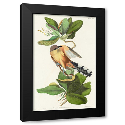 Mangrove Cuckoo Black Modern Wood Framed Art Print with Double Matting by Audubon, John James
