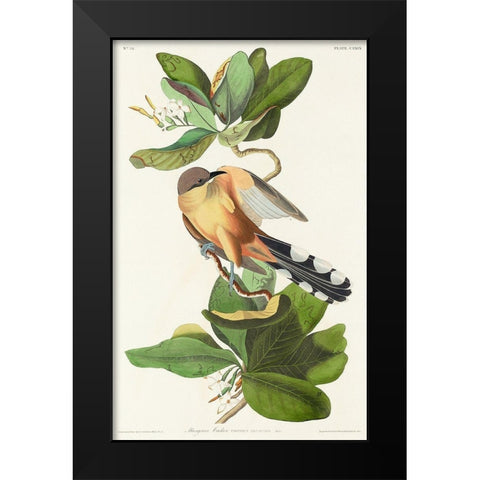 Mangrove Cuckoo Black Modern Wood Framed Art Print by Audubon, John James