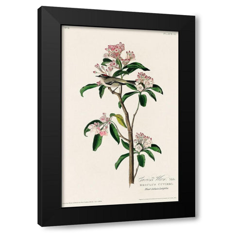Cuviers Kinglet Black Modern Wood Framed Art Print with Double Matting by Audubon, John James