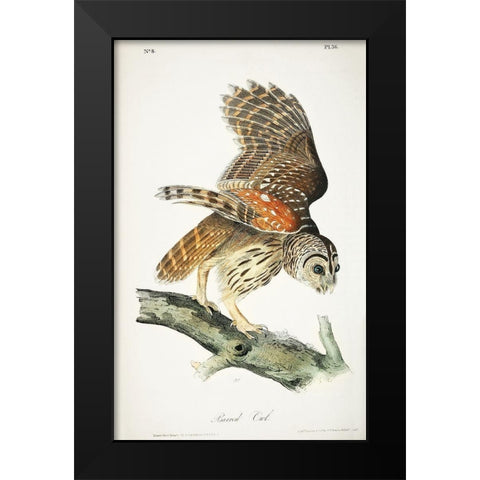 Barred Owl Black Modern Wood Framed Art Print by Audubon, John James