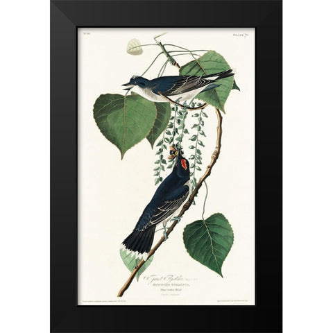 Tyrant Fly-catcher Black Modern Wood Framed Art Print by Audubon, John James