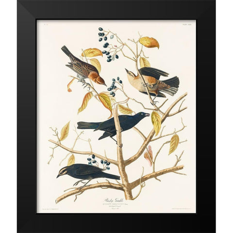Rusty Grakle Black Modern Wood Framed Art Print by Audubon, John James