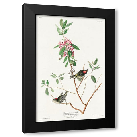 Ruby crowned Wren Black Modern Wood Framed Art Print with Double Matting by Audubon, John James