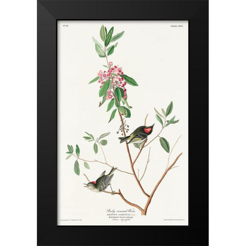 Ruby crowned Wren Black Modern Wood Framed Art Print by Audubon, John James