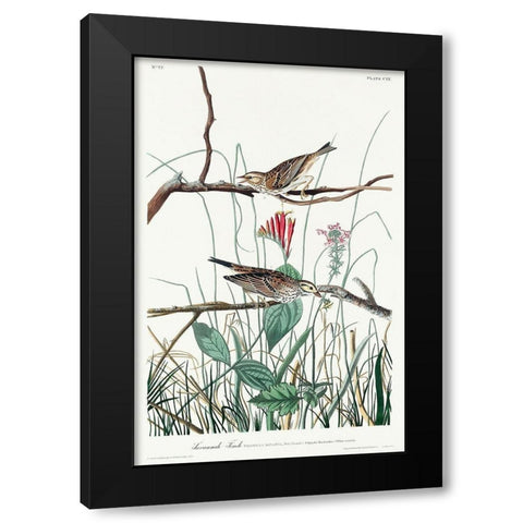 Savannah Finch Black Modern Wood Framed Art Print by Audubon, John James