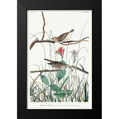 Savannah Finch Black Modern Wood Framed Art Print by Audubon, John James