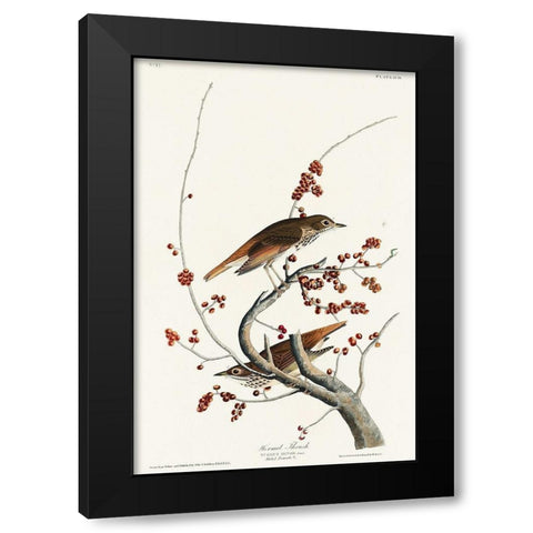 Hermit Thrush Black Modern Wood Framed Art Print with Double Matting by Audubon, John James