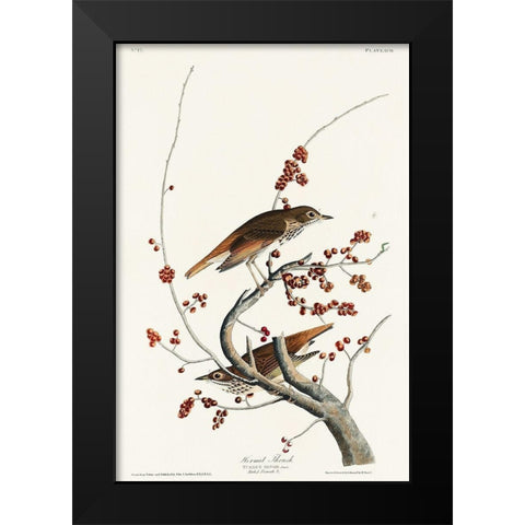 Hermit Thrush Black Modern Wood Framed Art Print by Audubon, John James