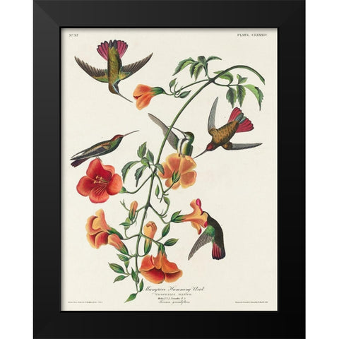 Mango Hummingbird Black Modern Wood Framed Art Print by Audubon, John James
