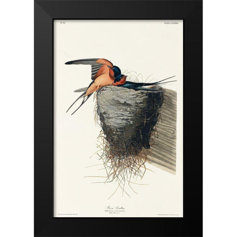 Barn Swallow Black Modern Wood Framed Art Print by Audubon, John James