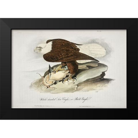 White Headed Sea Eagle or Bald Eagle Black Modern Wood Framed Art Print by Audubon, John James