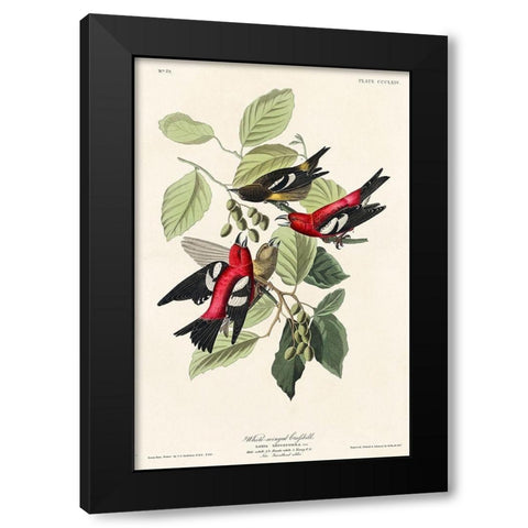 White-winged Crossbill Black Modern Wood Framed Art Print with Double Matting by Audubon, John James
