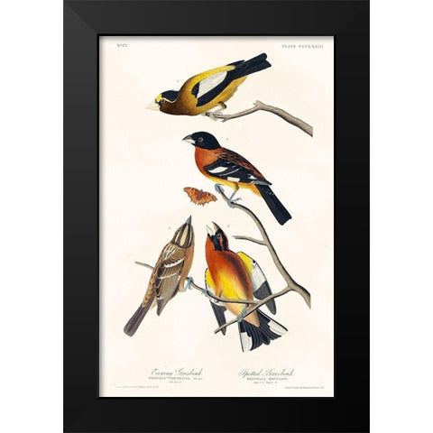 Evening Grosbeak and Spotted Grosbeak Black Modern Wood Framed Art Print by Audubon, John James