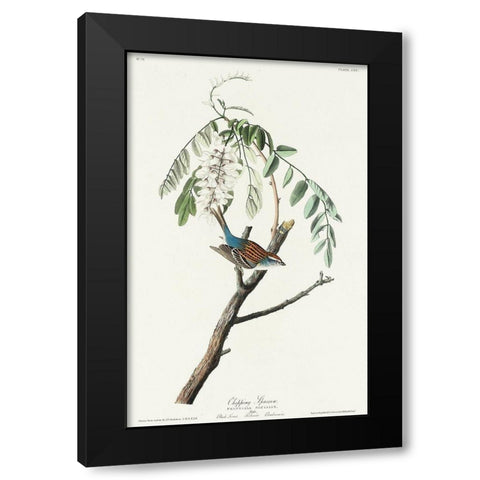 Chipping Sparrow Black Modern Wood Framed Art Print by Audubon, John James