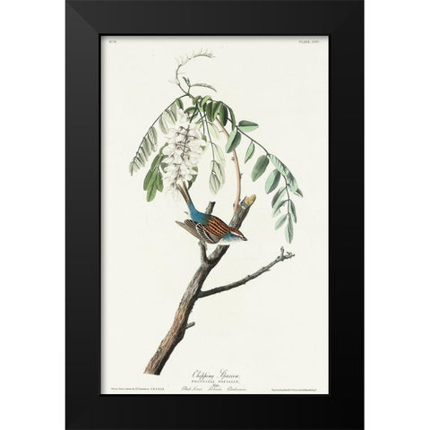 Chipping Sparrow Black Modern Wood Framed Art Print by Audubon, John James