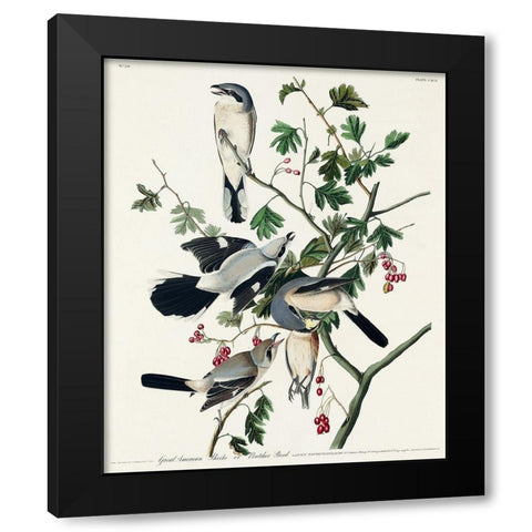 Great cinereous Shrike, or Butcher Bird Black Modern Wood Framed Art Print with Double Matting by Audubon, John James