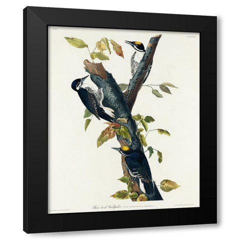 Three-toed Woodpecker Black Modern Wood Framed Art Print with Double Matting by Audubon, John James