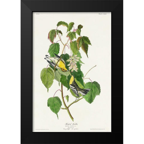 Hemlock Warbler Black Modern Wood Framed Art Print by Audubon, John James