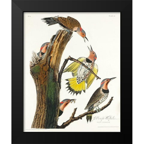 Golden-winged Woodpecker Black Modern Wood Framed Art Print by Audubon, John James